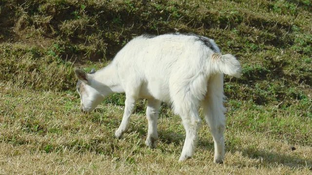 White goat feeding. Goat on farm. Goats eating long fresh green grass. Farming. Agriculture. Domestic animals on farm. Countryside. Outdoors.Thailand