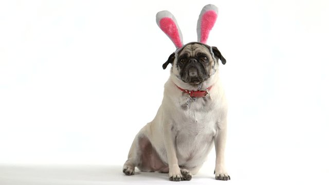 Two shots (one wide, one close-up) of a cute pug dog wearing Easter bunny ears