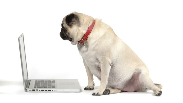 A cute pug dog looks at the screen of a laptop computer.
