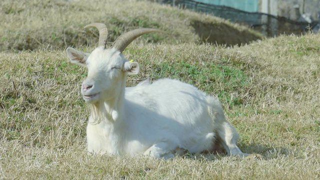 Tired goat take a nap in Green Fields