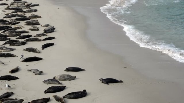 Seal Emerges From Water and Crawls Across Beach to sleep in the sun