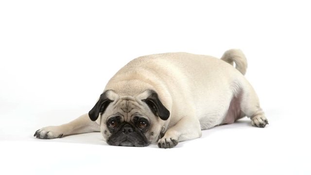 A cute pug dog lays with its chin on the floor.