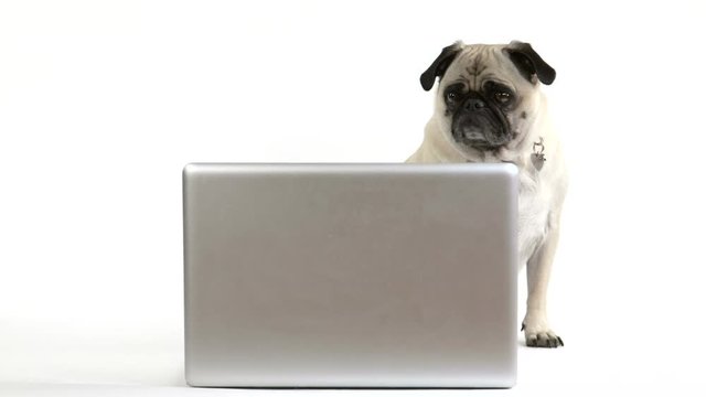 A cute pug dog looks at the screen of a laptop computer.