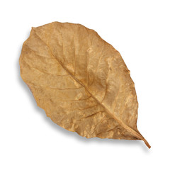 Dry leaves on white background