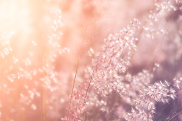 Autumn meadow in vintage tone can be used for background
