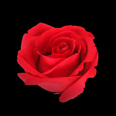 Beautiful red rose isolated on black