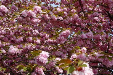たくさんの花が咲いた八重桜