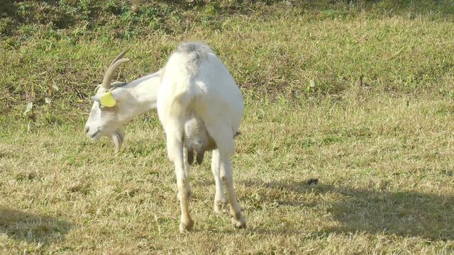 White goat feeding. Goat on farm. Goats eating long fresh green grass. Farming. Agriculture. Domestic animals on farm. Countryside. Outdoors.Thailand