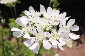 オルラヤ　グランディーフローラ