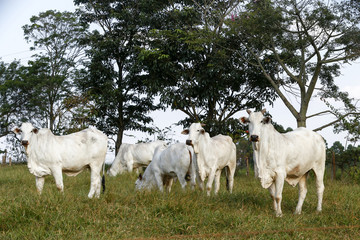 Obraz na płótnie Canvas Nelore cattle in green pasture