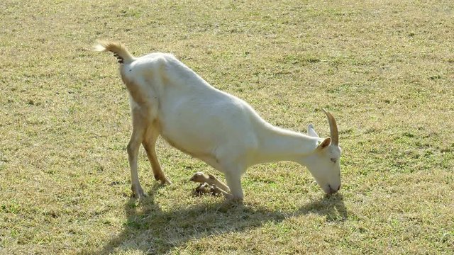 White goat feeding. Goat on farm. Goats eating long fresh green grass. Farming. Agriculture. Domestic animals on farm. Countryside. Outdoors.Thailand