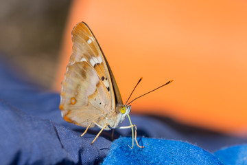 Portrait of a butterfly closeup