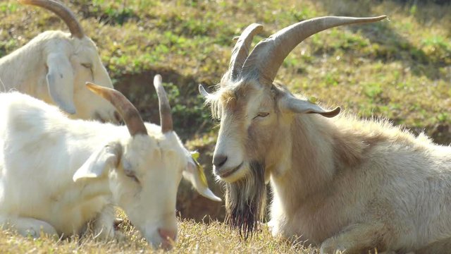 Tired goat take a nap in Green Fields