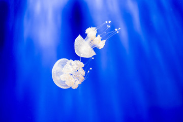 Two phyllorhiza punctata, the Australian spotted jellyfish