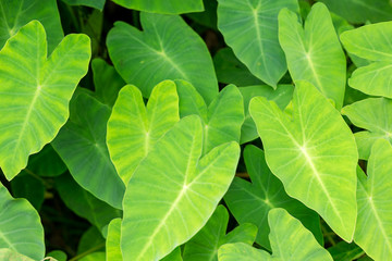 Green leaf background