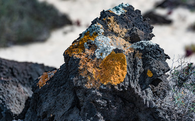 Detailaufnehme, Flechten Moose am Lavagestein auf Lanzarote