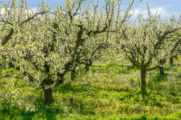 Apfelbaumplantage in den Apfelblüte