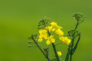 Raps in der Detailansicht