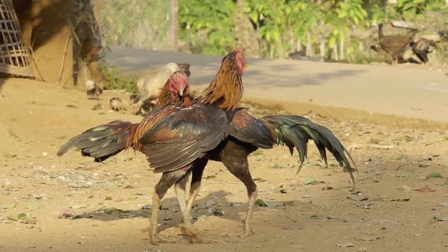 Roosters circling and attacking each other at cockfight in Thailand