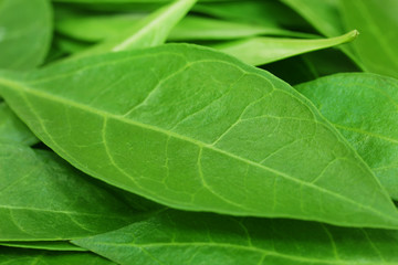 Henna leaves