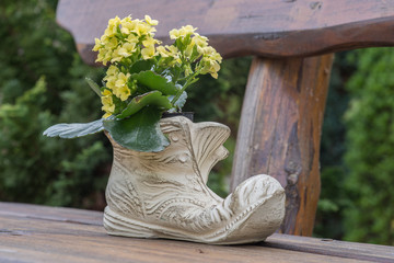 Kalanchoe, Flammendes Käthchen im Schuh