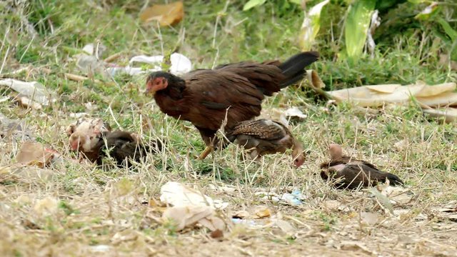 chicken and Chicks roams free on a small country farm,