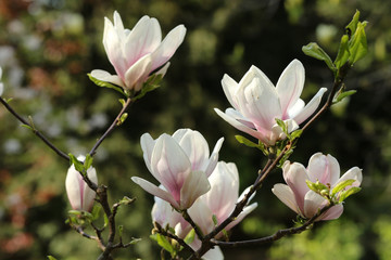 Fototapeta na wymiar Pale pink magnolia tree blossoms