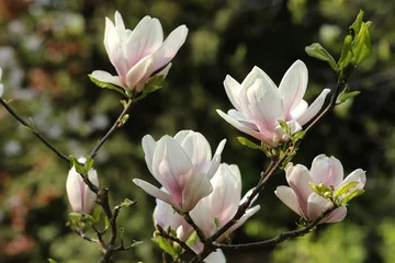 Papier Peint photo Lavable Magnolia Fleurs de magnolia rose pâle