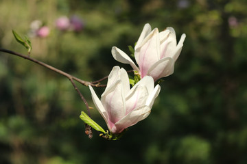 Couple of pale pink magnolia tree blossoms close up