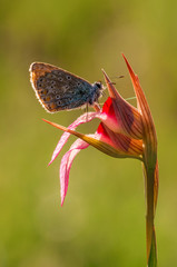 Orchidea con farfalla