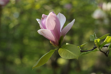 Single pink magnolia tree blossom close up