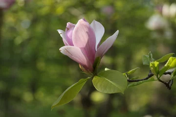 Crédence de cuisine en verre imprimé Magnolia Single pink magnolia tree blossom close up