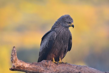 Black kite perched on a branch.