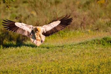 Egyptian vulture landing with outstretched wings.