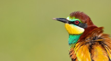 European bee-eater (Merops apiaster).