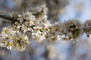 Arbre en fleur au printemps
