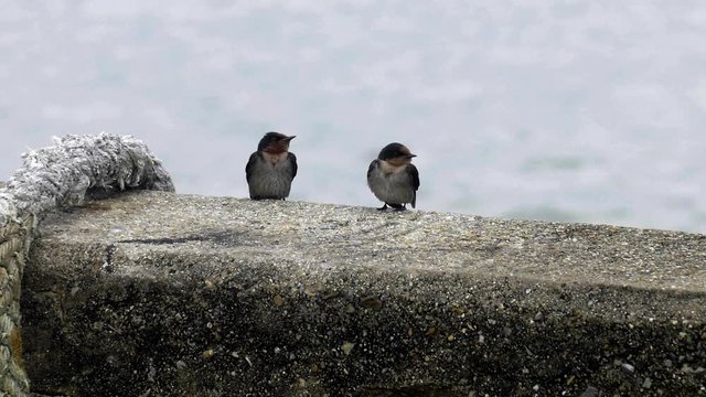 Two sparrows relax near sea Thailand