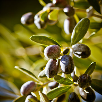 Selective Focus on Tuscan Olives, Italy