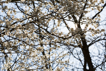 Arbre en fleur au printemps
