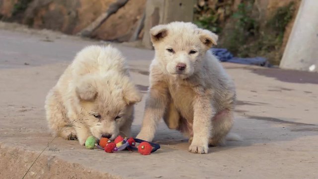 Stray Dog ,homeless Puppy
