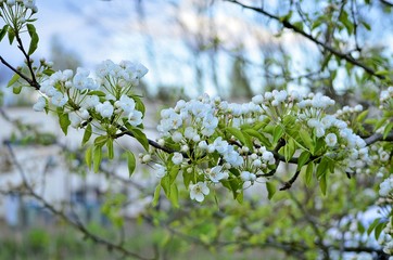 Weiße Blüten am Zweig