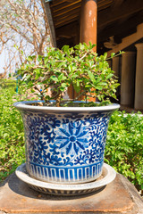 Porcelain flowerpot
