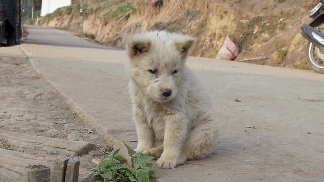 Stray dog ,Homeless puppy in Thailand
