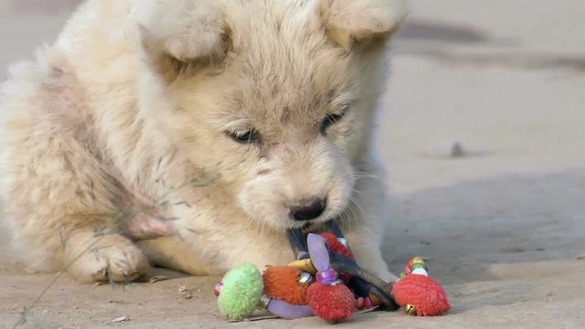 Stray dog ,Homeless puppy in Thailand