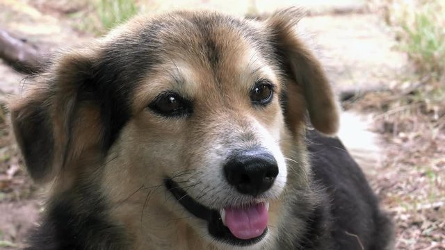 Close up DOG