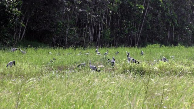 Group of egrets at the countryside of Thailand