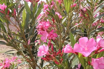 Plante rose dans le désert en Jordanie