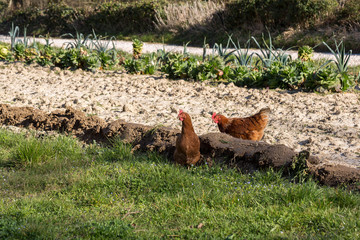 Coqs dans le champ