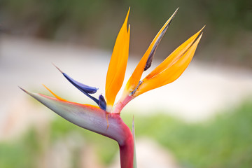 Bird of paradise flower