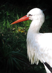 white stork at a frog pond